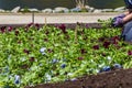 Woman`s hands in the working gloves with a beautiful seedling of blue and burgundy violet flowers