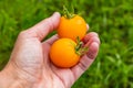 A woman`s left hand with two fresh yellow tomatoes cherry Royalty Free Stock Photo