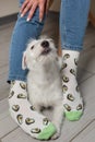 Woman`s legs in trendy socks with avocado pattern and a white dog with her muzzle up, looking at her hostess