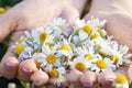 Woman`s palms with fresh pharmacy chamomile flowers on sunny summer day, closeup. A full handful of camomile on glade of camomile Royalty Free Stock Photo