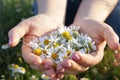 Woman`s palms with fresh pharmacy chamomile flowers on sunny summer day, closeup. Royalty Free Stock Photo