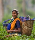 The woman's portrait - collectors of tea from the nearby village. Royalty Free Stock Photo