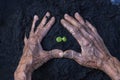 Woman's senior hands show beautiful little green tree plants or young plants preparing for planting in abundance soil for