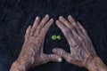 Woman's senior hands show beautiful little green tree plants or young plants preparing for planting in abundance soil for