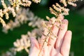 Woman`s young hand with blossom branch of bush with very small white and pink flowers. Summer, flowers