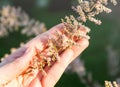 Woman`s young hand with blossom branch of bush with very small white and pink flowers. Summer, flowers