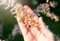 Woman`s young hand with blossom branch of bush with very small white and pink flowers. Summer, flowers