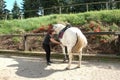 Woman saddles horse.