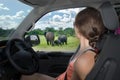 Woman in safari car vacation in South Africa, looking at elephant in savannah, african animals drive Royalty Free Stock Photo