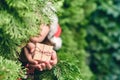 Woman in a santa claus red hat holds out small gift through green fir tree branches in the forest. Christmas coming concept.