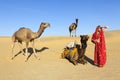 Woman in sari in desert with camels. Royalty Free Stock Photo