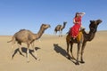 Woman in sari riding a camel. Royalty Free Stock Photo