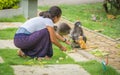 Woman in Sarong , kneeling down, looking at and feeding adult and baby Dusky Monkeys
