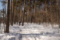 A woman with Scandinavian sticks walks along a snowy path in a spring pine forest