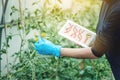 Woman scientist genetic engineer testing the plant for the presence of genetic modification. GMO products and organisms