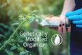 Woman scientist genetic engineer testing the plant for the presence of genetic modification. Organisms polluted with GMO