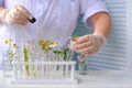 Woman scientist prepares sample of plants for analysis in university laboratory, studies plant dna, concept science, chemistry,