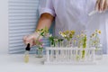 woman scientist prepares sample of plants for analysis in university laboratory, studies plant dna, concept science, chemistry,