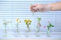 woman scientist prepares sample of plants for analysis in university laboratory, studies plant dna, concept science, chemistry,