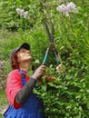 Woman with scissors regulates lilac tree