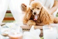 Woman scratching dog with a brush. Royalty Free Stock Photo