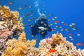 Woman scuba diver admiring beautiful coral reef surrounded by colorful coral fish