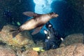 Beautiful latina mexican girl diving with sea lions