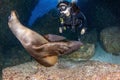 Beautiful latina mexican girl diving with sea lions