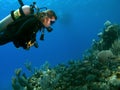 Woman Scuba Diver looking at A School of Fish Royalty Free Stock Photo