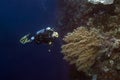 Woman scuba diver near the wall of a coral reef. Philippines Royalty Free Stock Photo