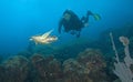 Woman scuba diver with sea turtle, St. Lucia Royalty Free Stock Photo