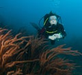 Woman scuba diver swimming in clear blue water Royalty Free Stock Photo