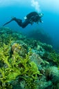 Woman scuba diver swimming in clear blue water Royalty Free Stock Photo