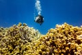 Woman scuba diver swimming in deep blue over a yellow coral reef