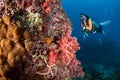 Woman scuba diving on a beautiful soft coral reef in South Andaman, Thailand