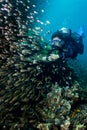 woman scuba diving among a school of dusky sweeper fish