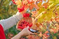 Woman with secateurs cutting branches of ripe red viburnum