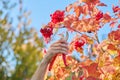 Woman with secateurs cutting branches of ripe red viburnum