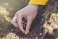 Woman seeding onions in organic vegetable garden Royalty Free Stock Photo