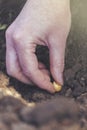 Woman seeding onions in organic vegetable garden Royalty Free Stock Photo