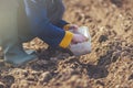 Woman seeding onions in organic vegetable garden Royalty Free Stock Photo