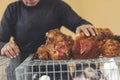 woman sells domestic chickens in a spontaneous market