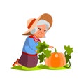 woman senior gardening and harvesting pumpkin on farmland cartoon vector