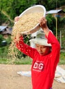 Woman separates good rice seeds