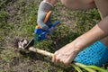 a woman separates the head of garlic from the stalk with secateurs