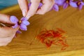 Woman separates of stamens from a flower saffron