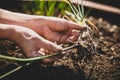 Woman is seperate garlic plants, better growing up Royalty Free Stock Photo