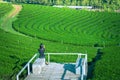 Woman setting on terrace and taking photo green tea plantation with her smartphone at Chiang Rai Province.