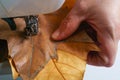 woman sewing dried tree leaves by machine