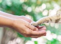 Woman shake hands with a cat . give me five with cat paw Royalty Free Stock Photo